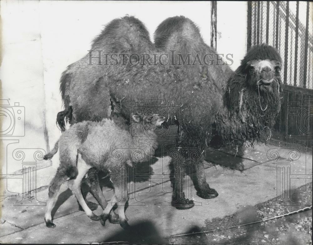 Press Photo London Zoo,Camel and her baby - Historic Images