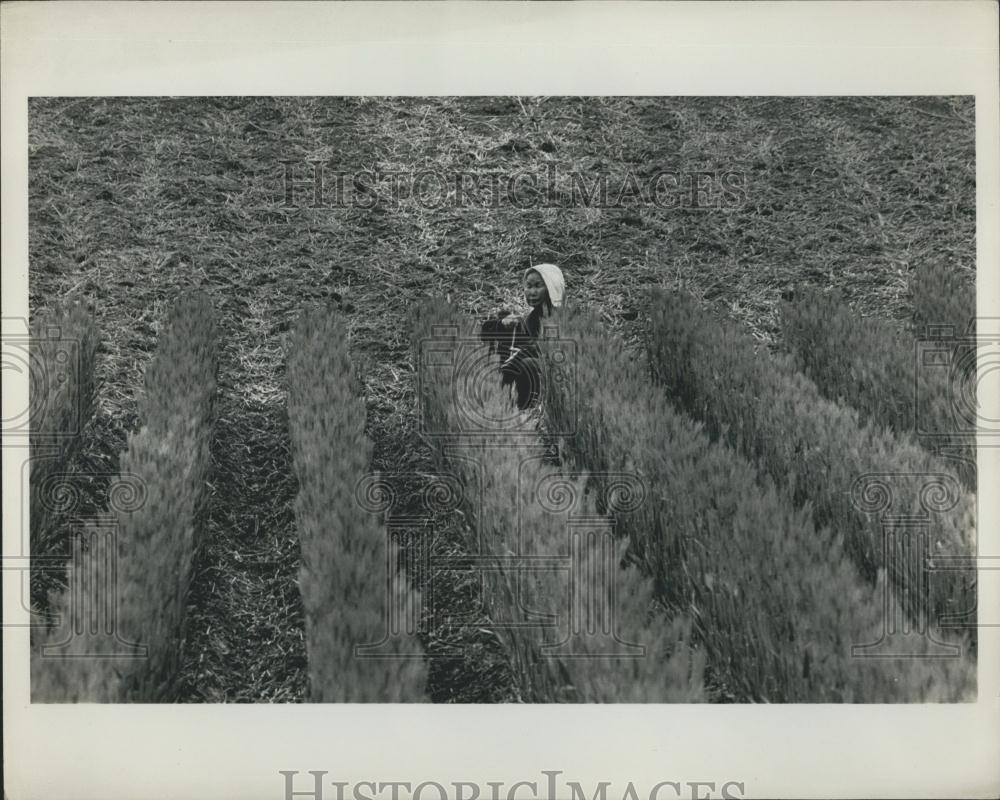 Press Photo Woman Farming In Yamano Japan - Historic Images