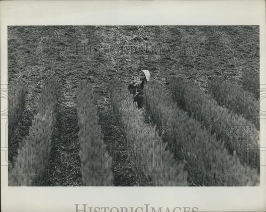 Press Photo Woman Farming In Yamano Japan - Historic Images