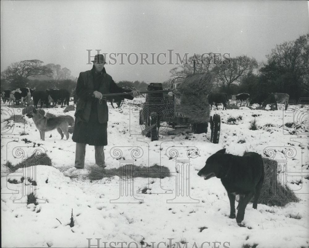 1971 Press Photo Frederick Edwards, Hay for Cattle, Barroe Gurney, N. Somerset - Historic Images