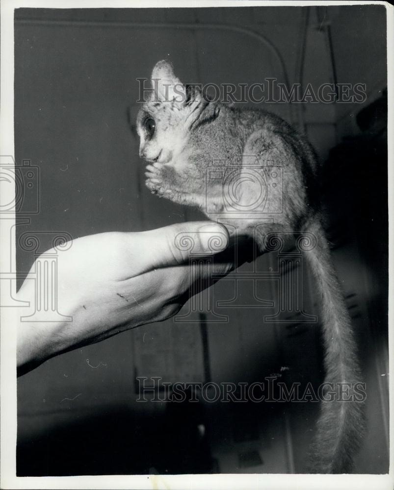 Press Photo Bushbaby is newcomer to London Zoo - Historic Images