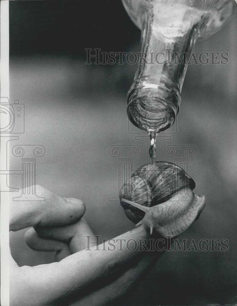 Press Photo High speed snails - Historic Images