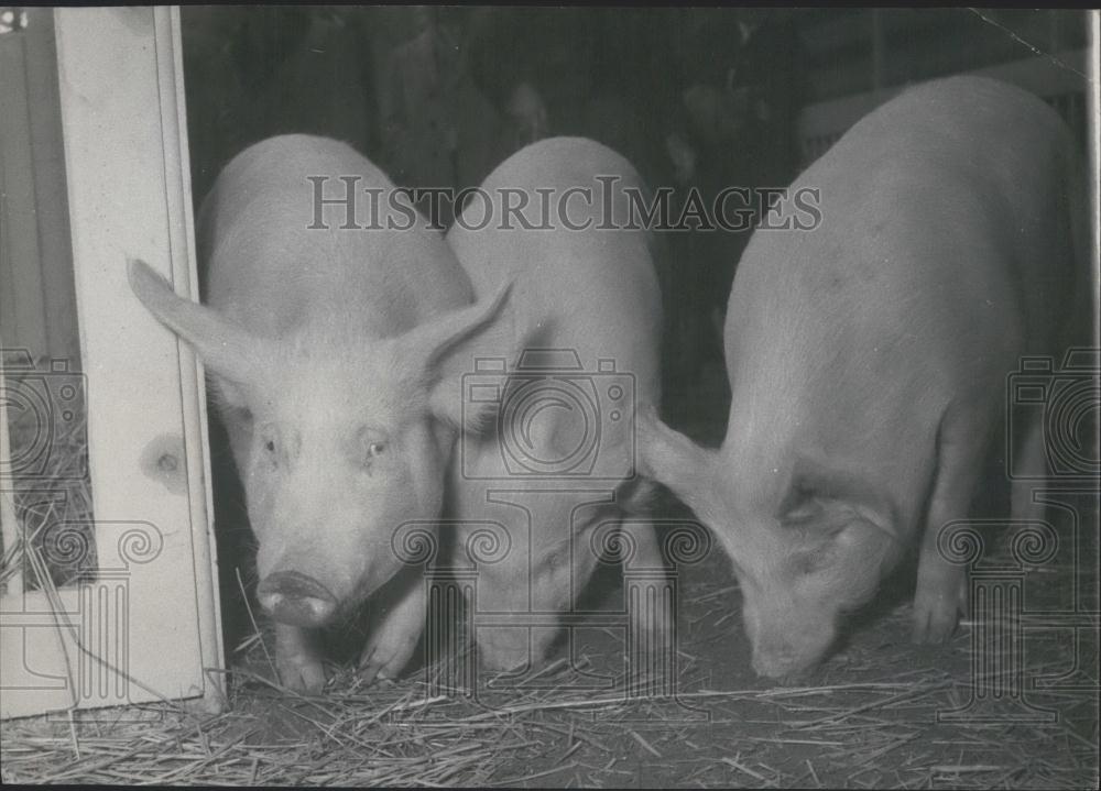 1953 Press Photo Yorkshire Pigs At Agricultural Show-Porte De Versailles, Paris - Historic Images