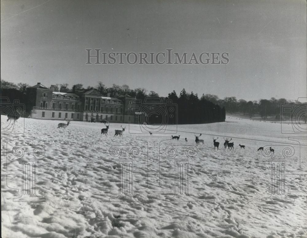 Press Photo Woburn Abbey to be opened to the public - Historic Images