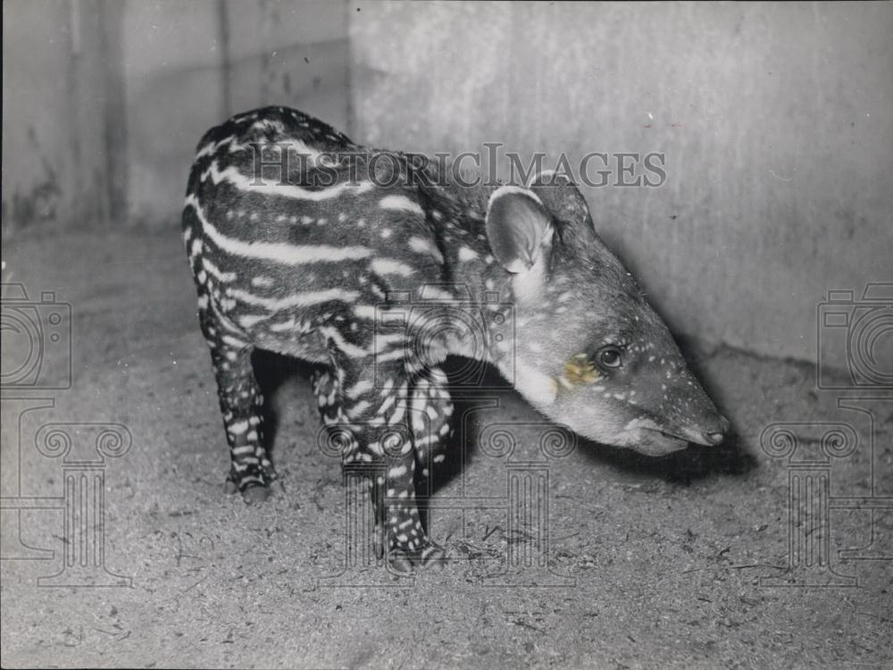 Press Photo Tapir baby - Historic Images