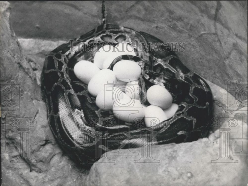 Press Photo Giant serpent hatching eggs German Zoo - Historic Images