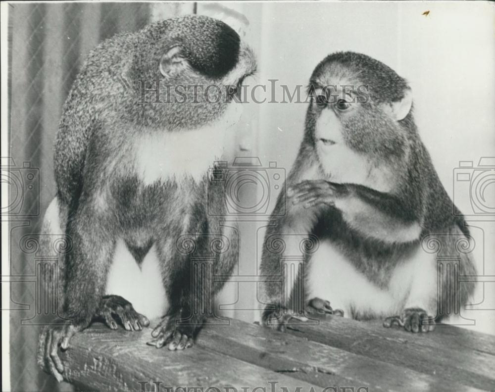 Press Photo Study of communication between monkeys - Historic Images