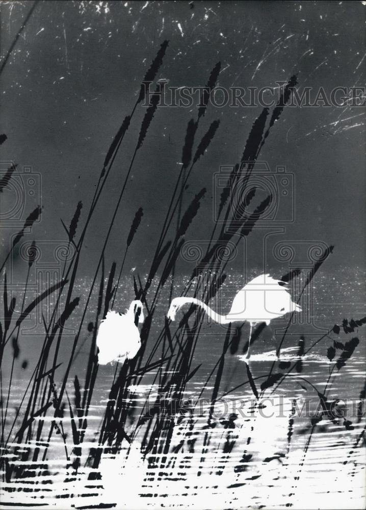 Press Photo Two flamingoes - Historic Images