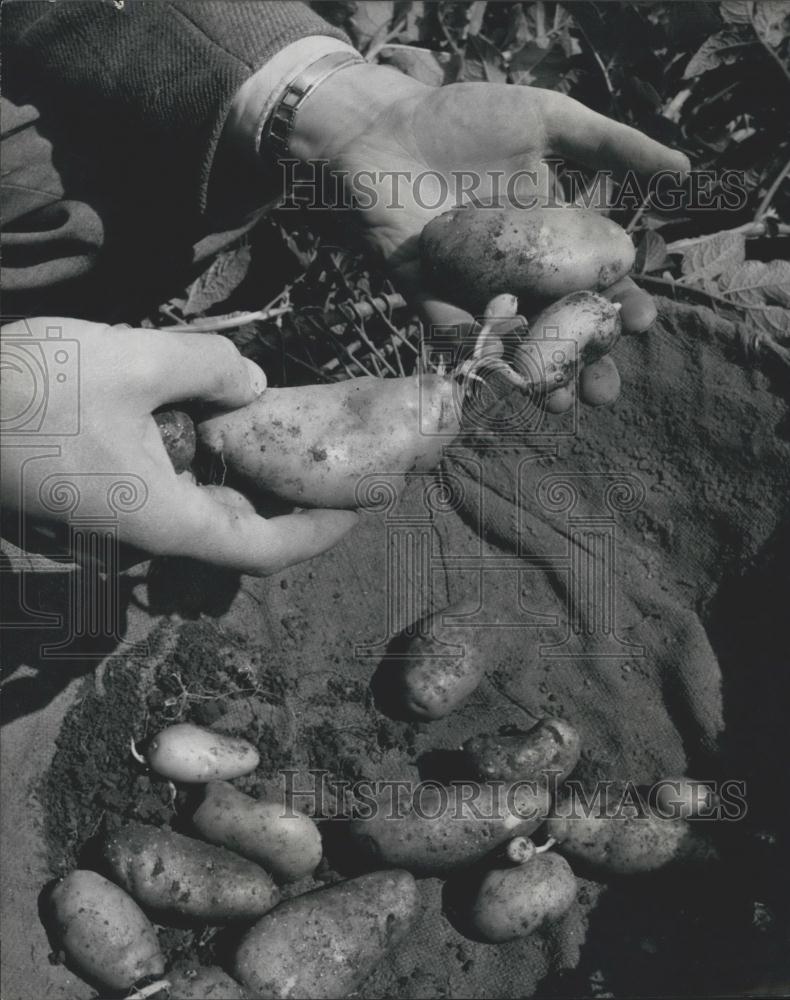 Press Photo Potato Seedlings, Potato Research, Scotland Plant Breeding Station - Historic Images