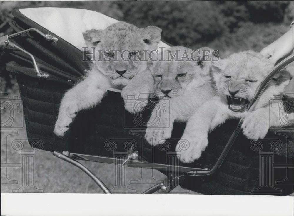 Press Photo Three Lion Cubs Transported Via Baby Carriage Diepholz Zoo - Historic Images