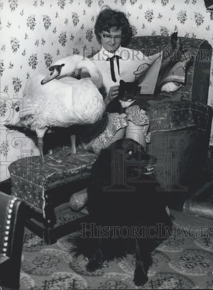 Press Photo Ziggy the Lewis's Swan Mr Lewis Found on the Roadside - Historic Images