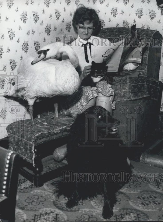 Press Photo Ziggy the Lewis's Swan Mr Lewis Found on the Roadside - Historic Images
