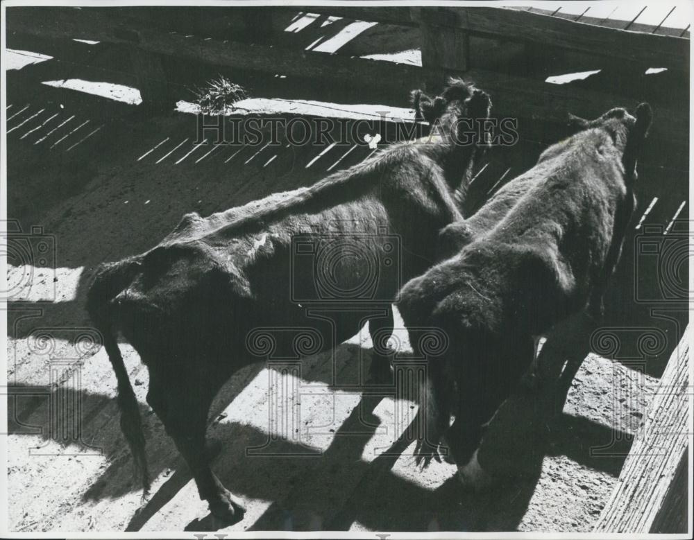 1966 Press Photo Sever Drought South Wales Undernourished Cattle Shown - Historic Images