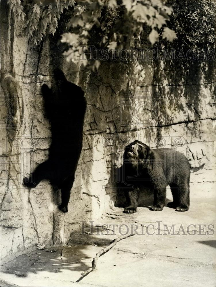 1974 Press Photo Tana &amp; Father trying to get Maple leaves down at Basle Zoo - Historic Images