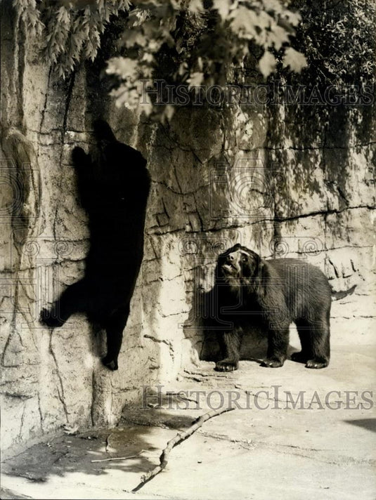 1974 Press Photo Tana & Father trying to get Maple leaves down at Basle Zoo - Historic Images