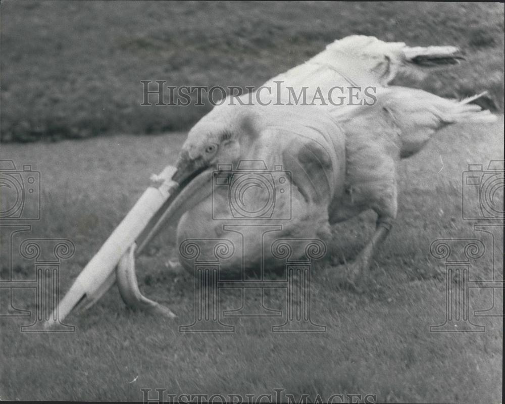 Press Photo Percil Pelican Received Plastic Surgery After Hit By Car Longleat - Historic Images