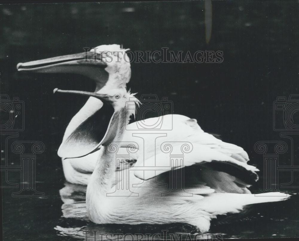 Press Photo Pelican Yawning Next to Another In Water - Historic Images