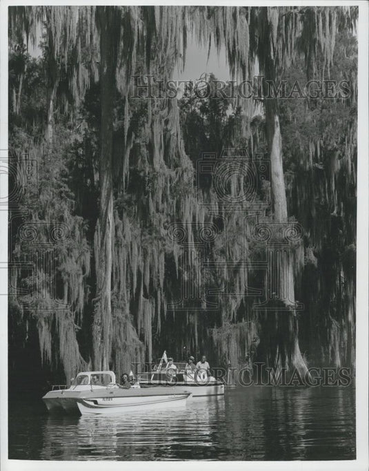 Press Photo The lush beauty of moss-draped trees - Historic Images