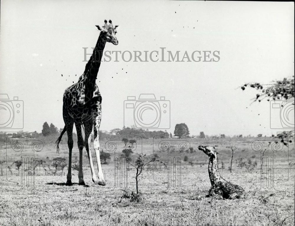 Press Photo Mother Giraffe After Giving Birth To her Young In The Wild - Historic Images