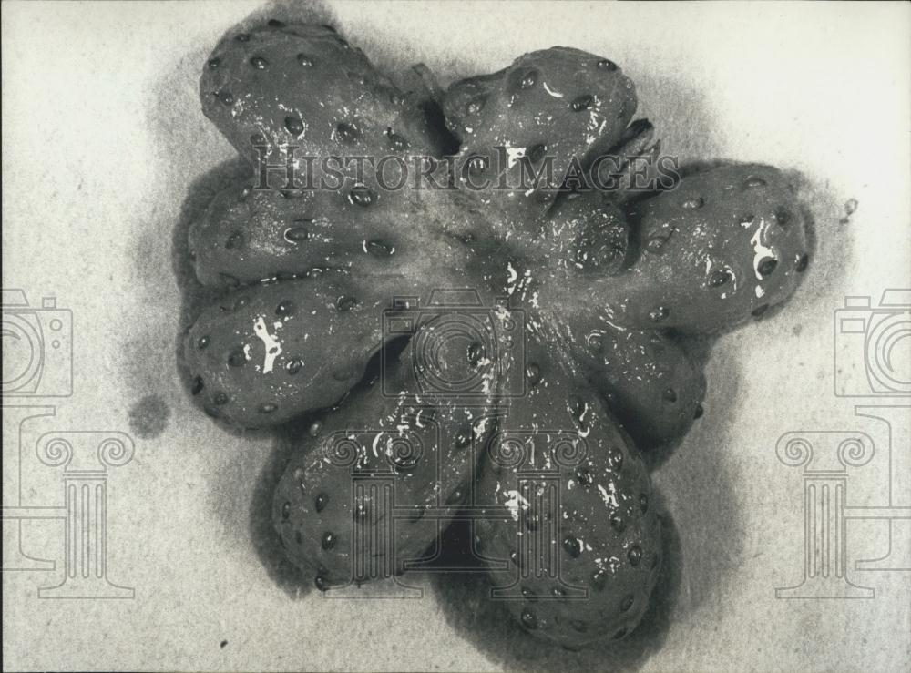 1978 Press Photo Nature's fancy in a strawberry shape, found in a garden - Historic Images