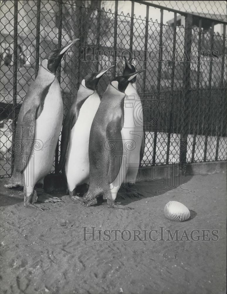 Press Photo Penguins Gather To Discuss Mysterious Easter Egg In Zoo - Historic Images