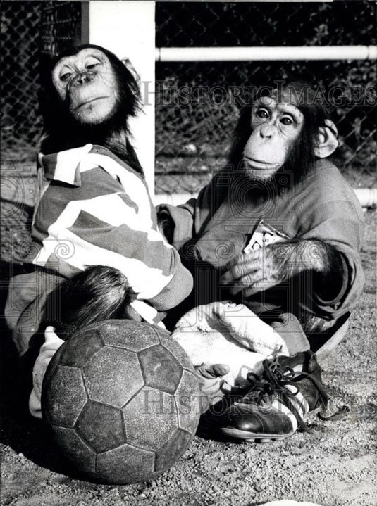 Press Photo Chips playing football - Historic Images