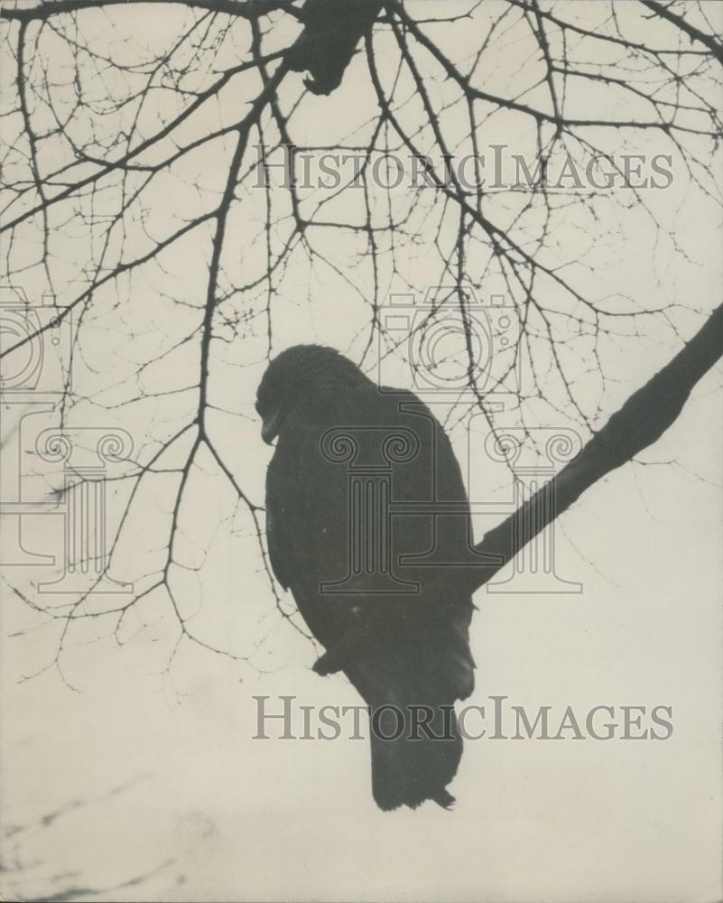 1965 Press Photo Goie the Eagle escapes from the London Zoo - Historic Images