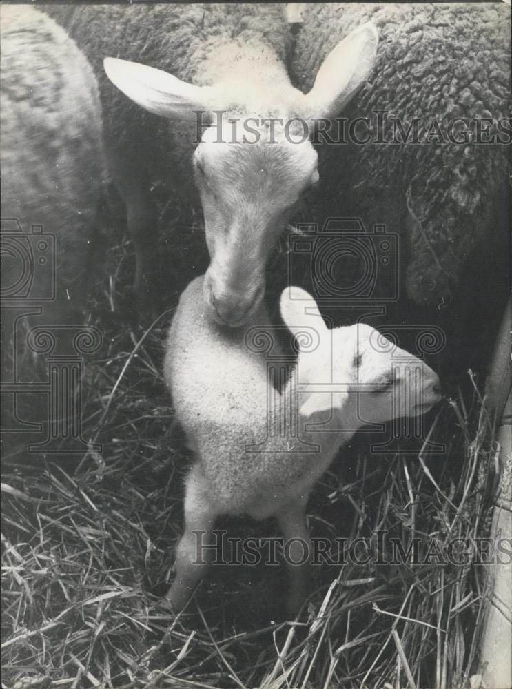 1961 Press Photo Baby Lamb born at the Agriculture Show in Paris - Historic Images