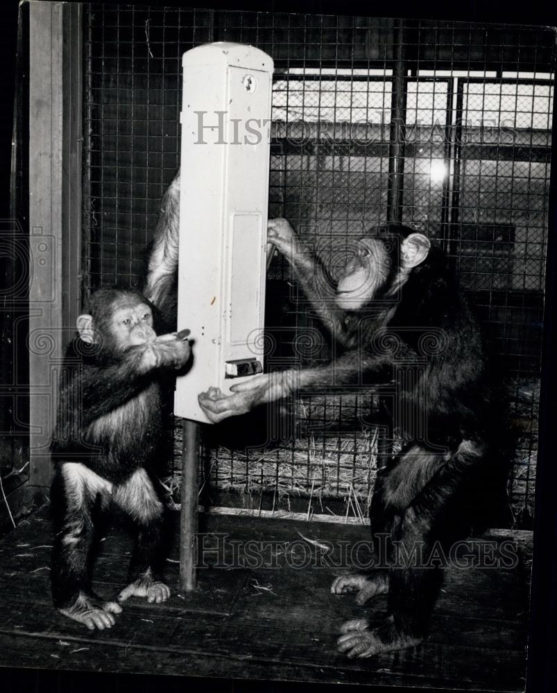 1961 Press Photo London Zoo Chimpanzees - Historic Images