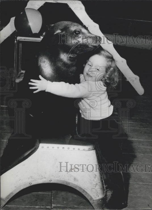 Press Photo Sealions don't frighten little Bertha - Historic Images