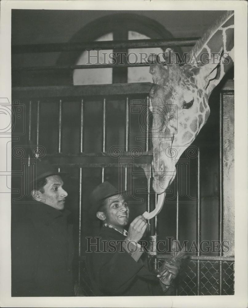 Press Photo Feeding Maud at the London Zoo - Historic Images