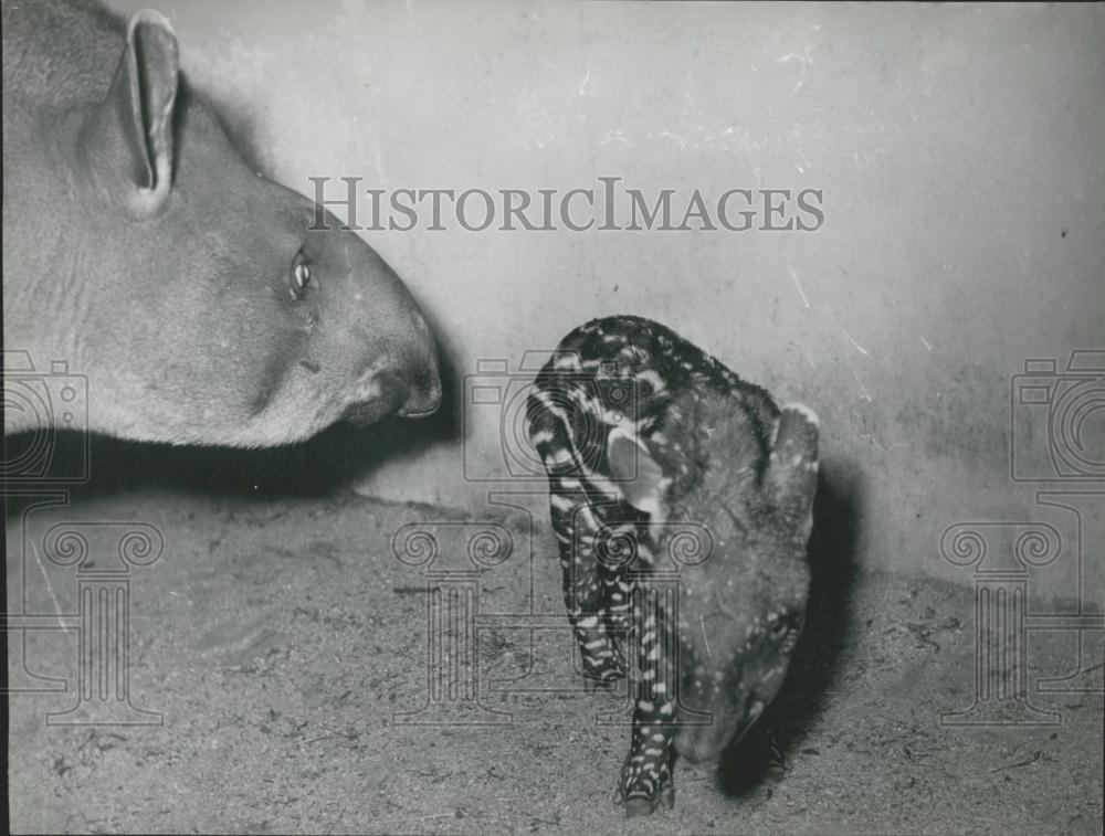 Press Photo Baby Tapir With Adult - Historic Images