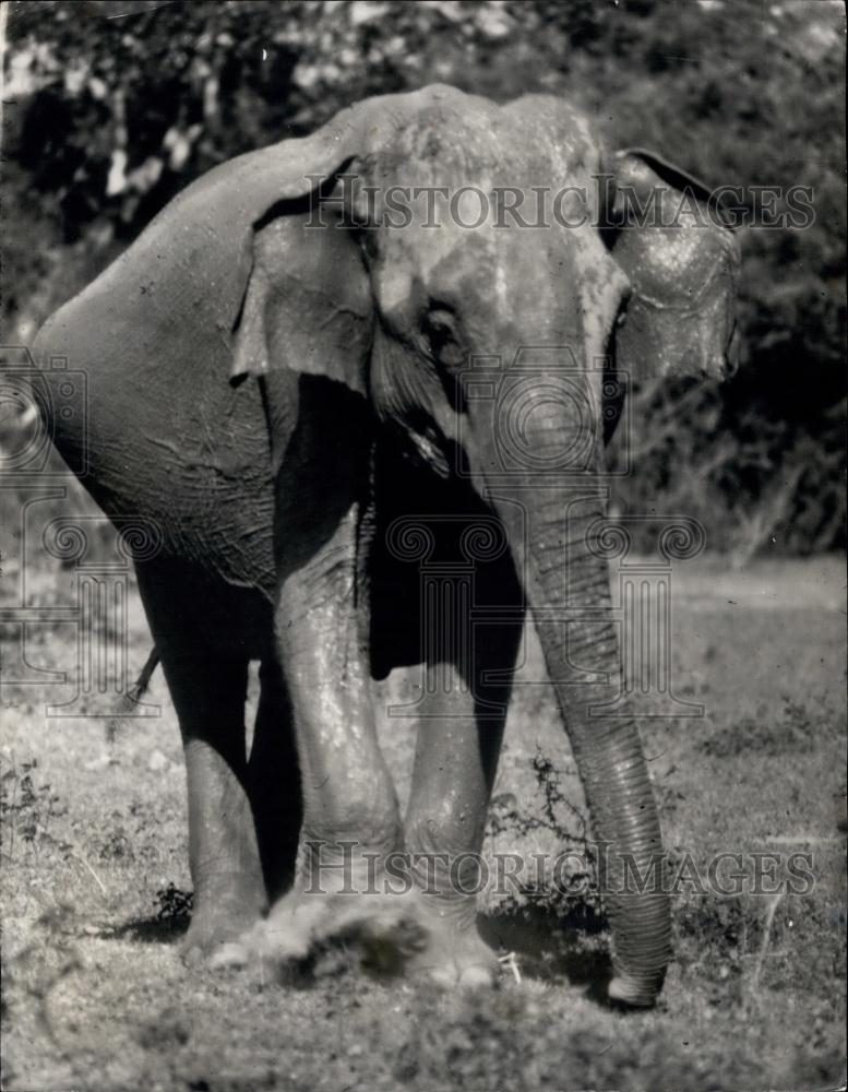 Press Photo Infanticipating: For Nearly Two Years! - Historic Images