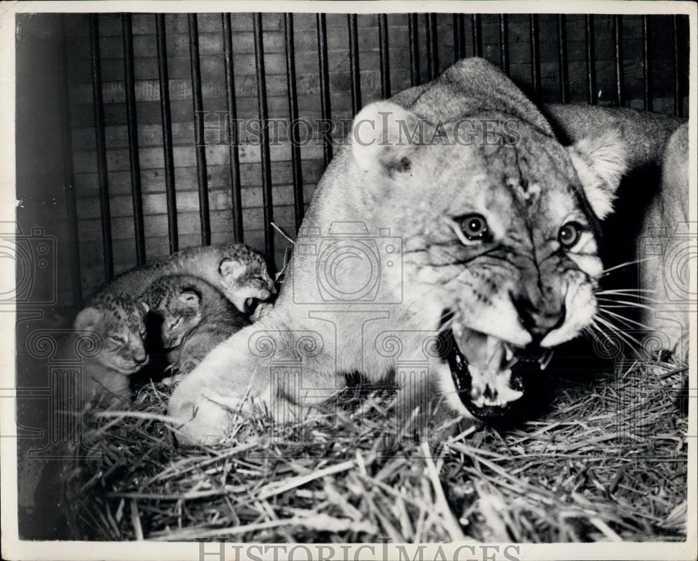 1953 Press Photo Circus Lioness Elizabeth With Newly Born Cubs On Paris Train - Historic Images