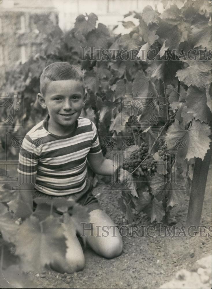 1953 Press Photo Grape Gathering in Montmartre - Historic Images