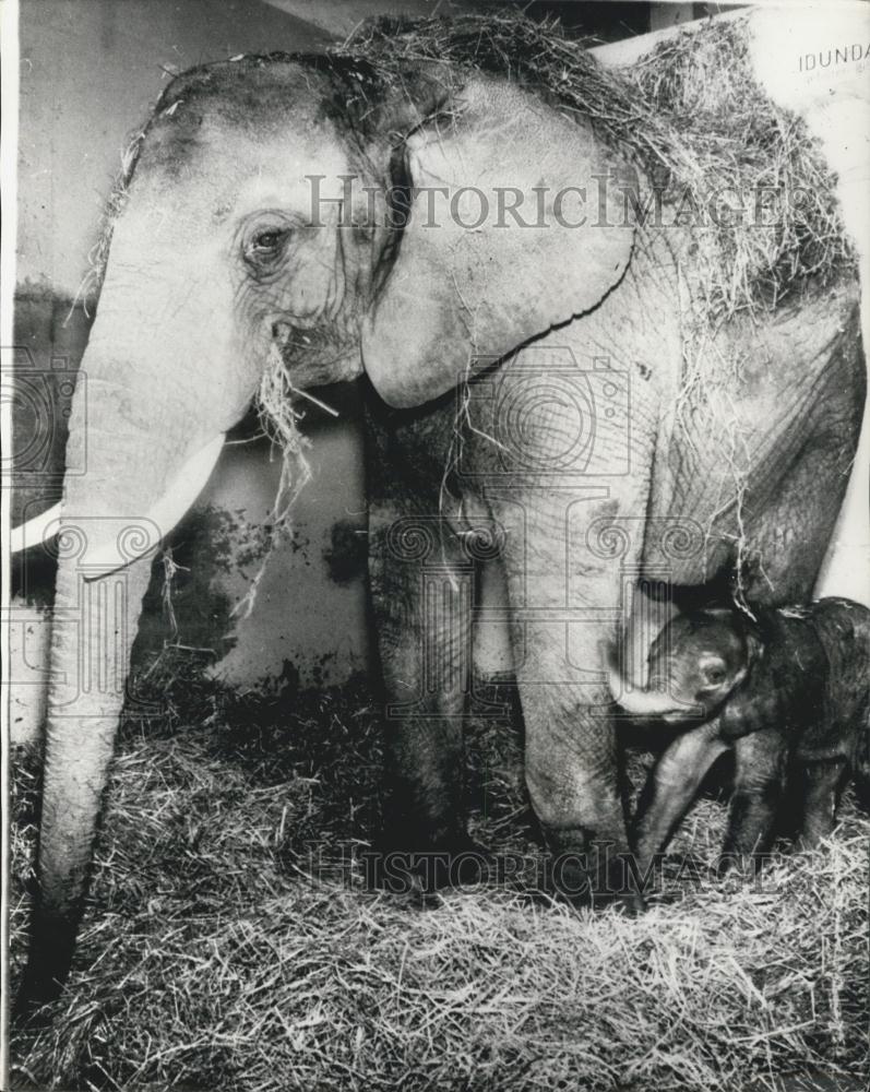 1966 Press Photo Idunda, a 15 year old African Elephant Has 3rd Baby-Basle Zoo - Historic Images