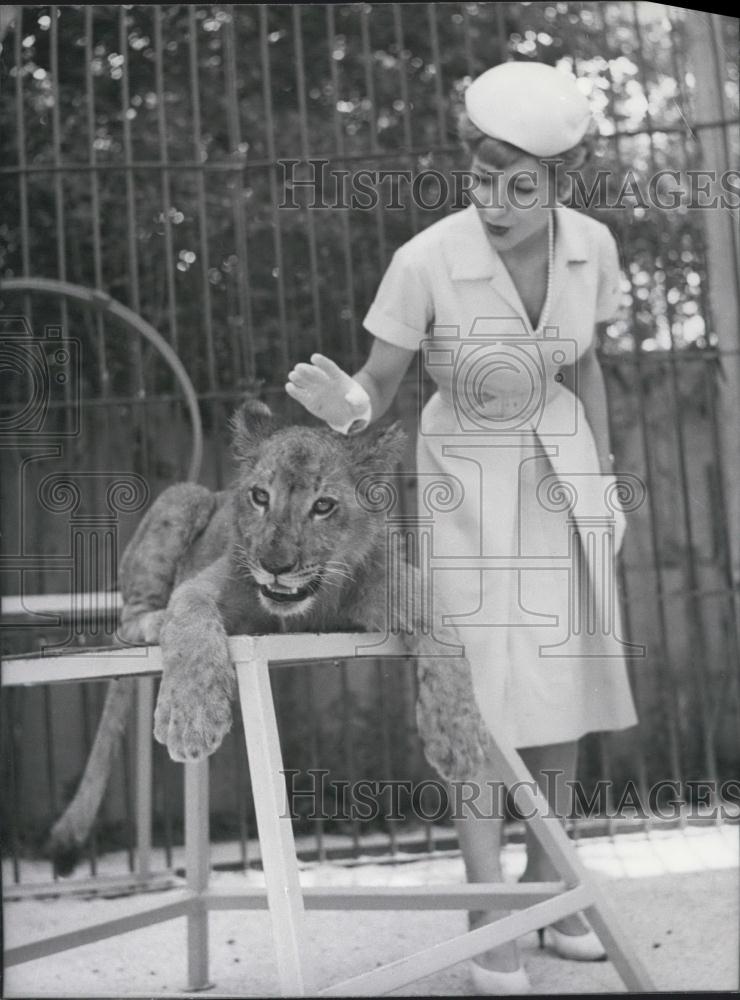 Press Photo Hostess Marcello Calabert, Lion, Merseille Zoo - Historic Images