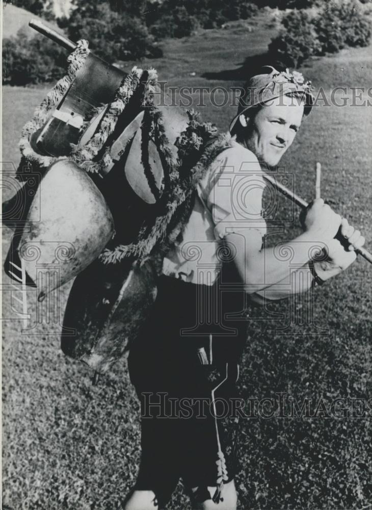 Press Photo Cattle are brought down from the Apline Pastures - Historic Images