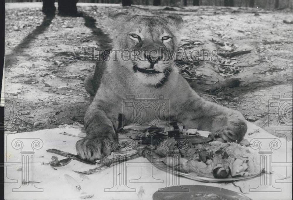 Press Photo Liz, a lioness at Ashton&#39;s Lion Park, Brisbane, Australia - Historic Images