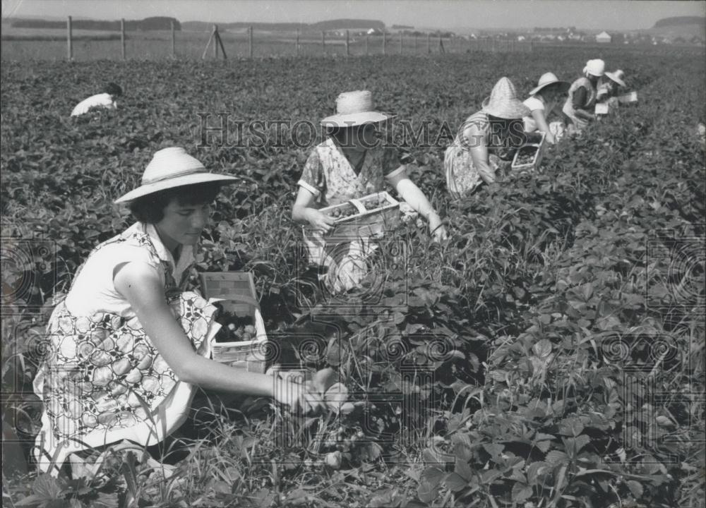 1962 Press Photo Picking On The Big South German Strawberry Plantations - Historic Images