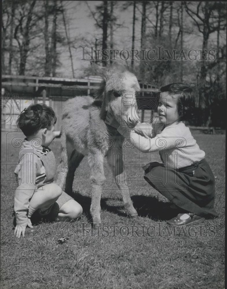 Press Photo Frances, the Pygmy Donkey is the Latest Arrival at Whipsnade Zoo - Historic Images