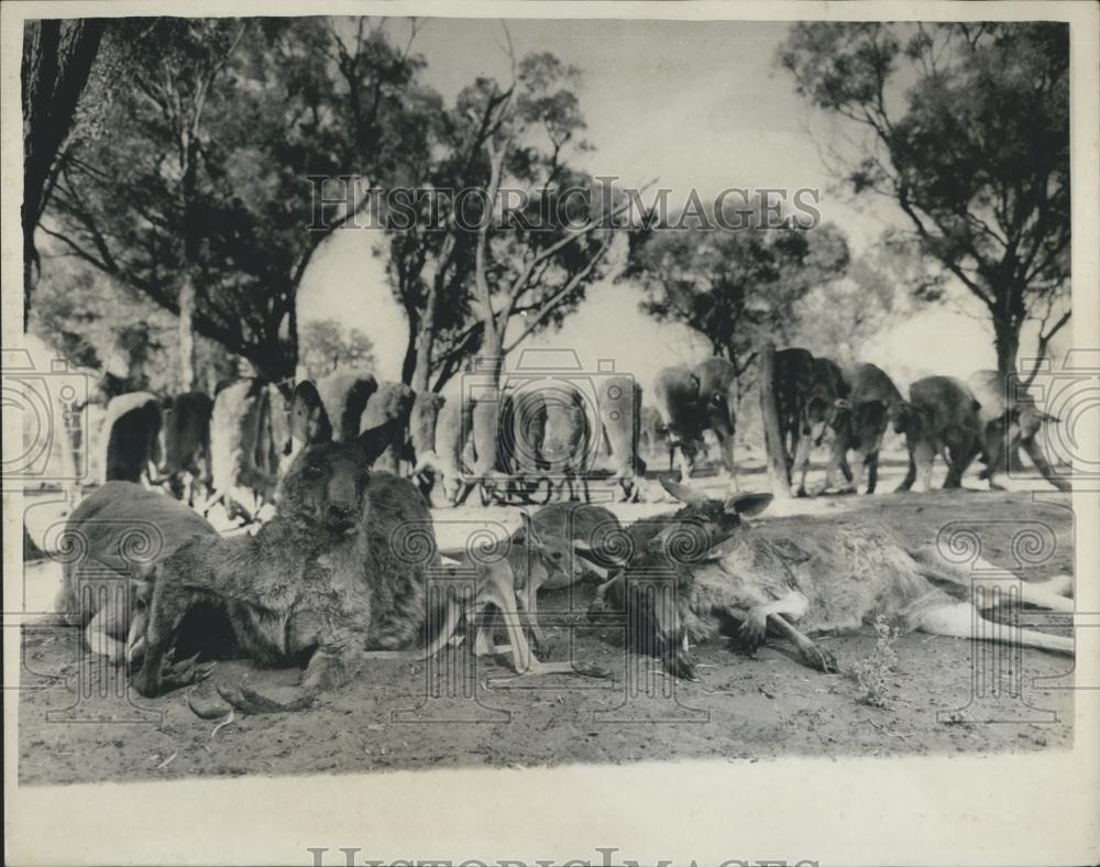 1962 Press Photo Prince Phillip Tries to Save Kangaroos From Hunters - Historic Images