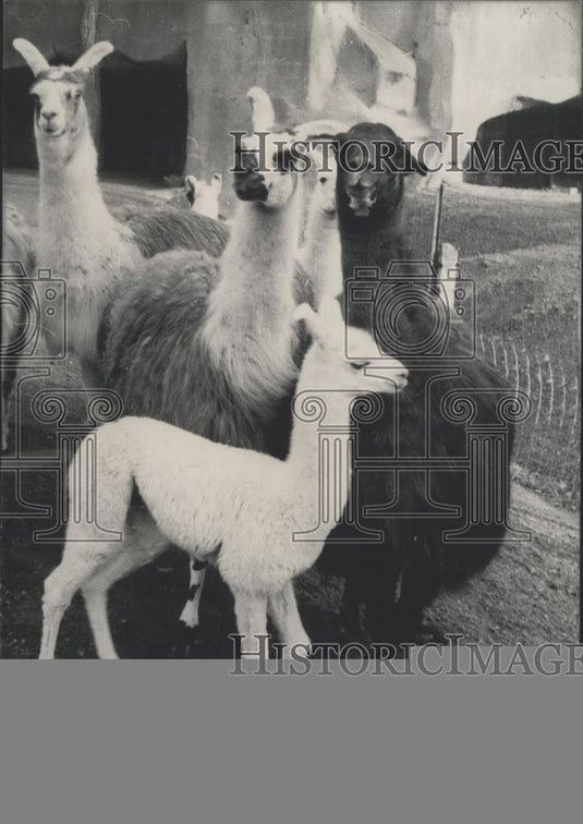 1956 Press Photo LLamas at Paris zoo - Historic Images