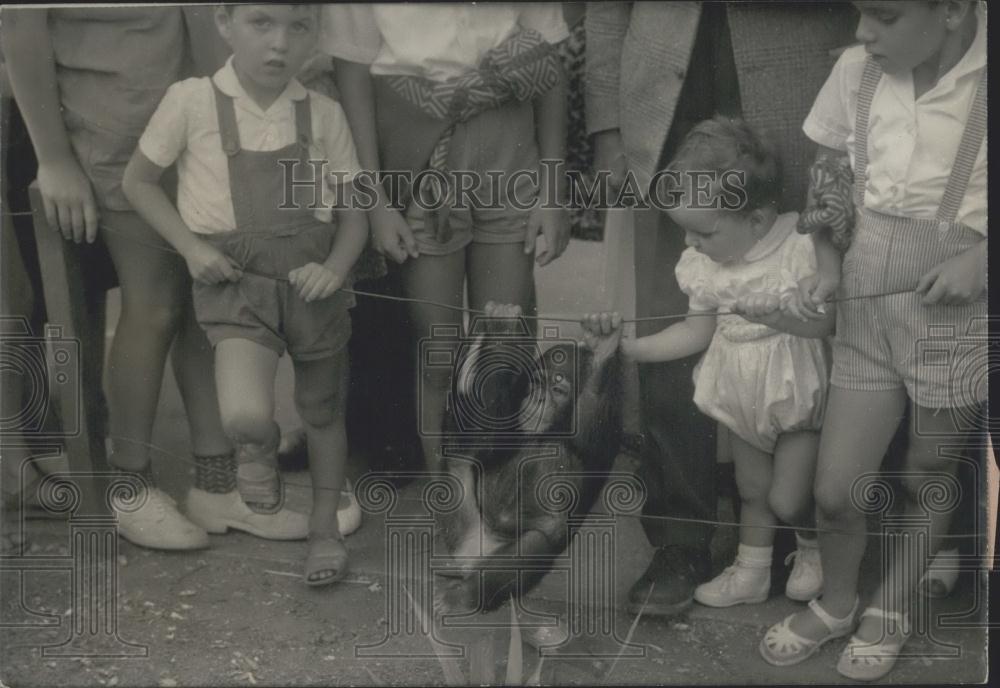 Press Photo Sissy is one of the Greatest attraction in the Paris Zoo - Historic Images