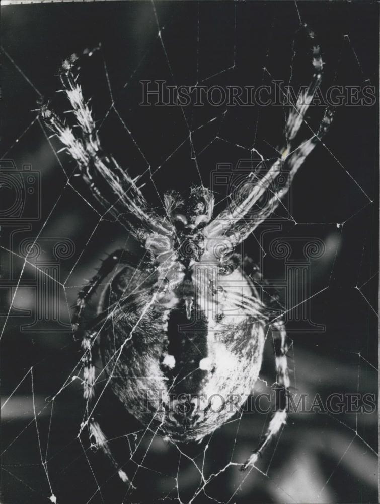 Press Photo Spider Mending Web After Consuming Its Prey - Historic Images