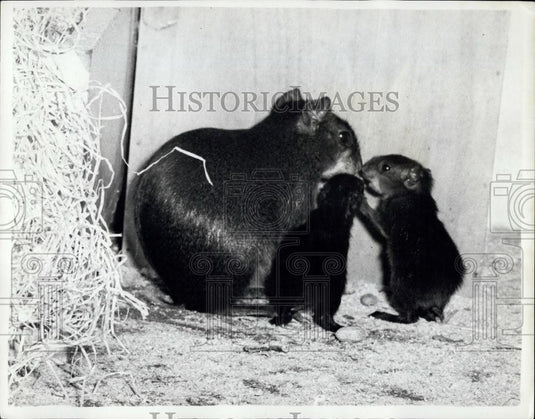 1962 Press Photo Twin Acouchey's Born At the London Zoo - Historic Images