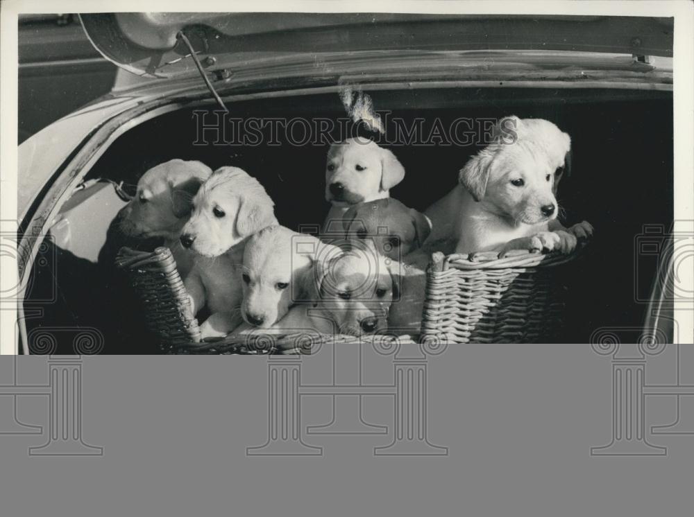 1956 Press Photo Mr. L.C Hcoton Owner of Labrador Puppies - Historic Images