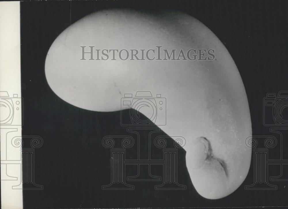 1959 Press Photo An Easter egg, of course, laid by a hen in France - Historic Images