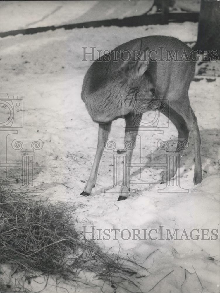 Press Photo A deer in the woods - Historic Images