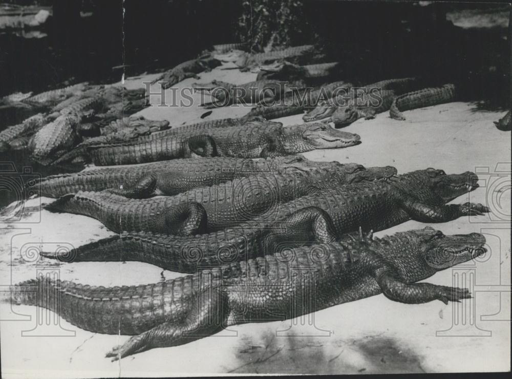 1938 Press Photo Alligators On Alligator Farm In California. U.S.A. - Historic Images